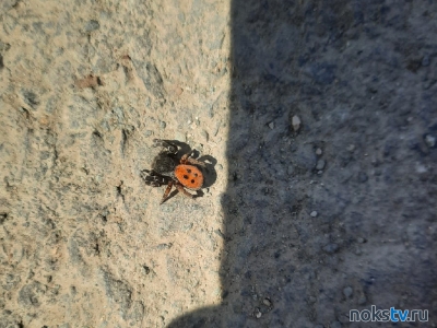 Новотройчанка наткнулась на улице на ядовитого паука