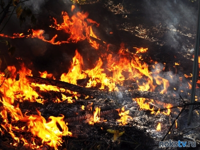МЧС увидело в причинах рязанских лесных пожаров «диверсионные моменты»