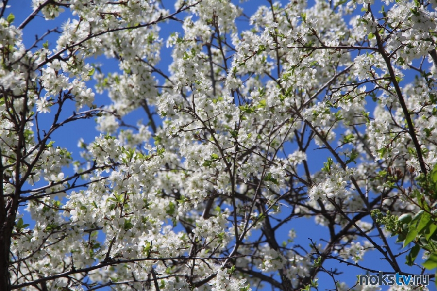 Весна идет: как расцвёл Новотроицк во время пандемии