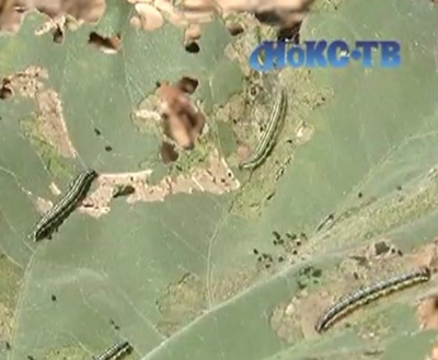 Оренбургской области снова угрожает луговой мотылек