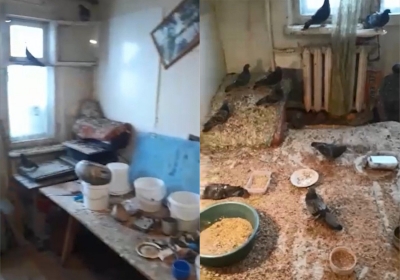 Житель Свердловской области поселил к себе 20 голубей, и вот, во что превратилась его квартира (Видео)