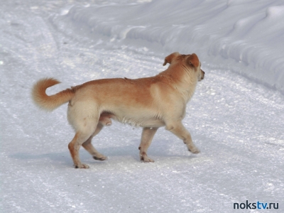 Россиянин похитил собаку за 90 тысяч рублей и съел её