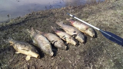 В Оренбуржье зафиксирована массовая гибель рыбы