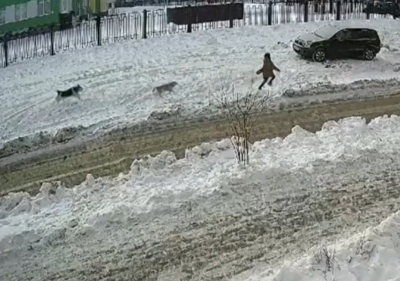 В Оренбурге стая собак возле школы набросилась на ребенка (Видео)