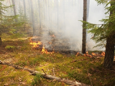 Масштабный пожар площадью 400 гектаров разгорелся в Ташлинском районе
