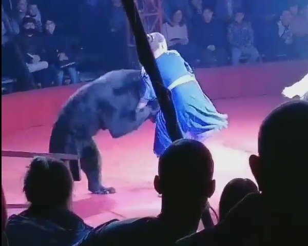 В цирке медведь во время шоу напал на беременную женщину (Видео)
