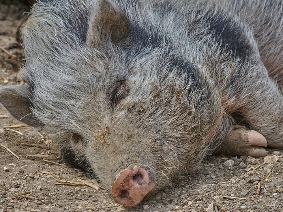 В Оренбуржье у фермеров изымут свиней и мясо