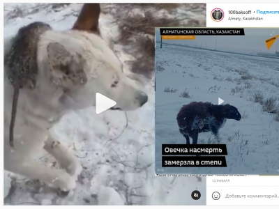 Замерзшие стоя собаки и овца в Казахстане - ФЕЙК! (Видео)