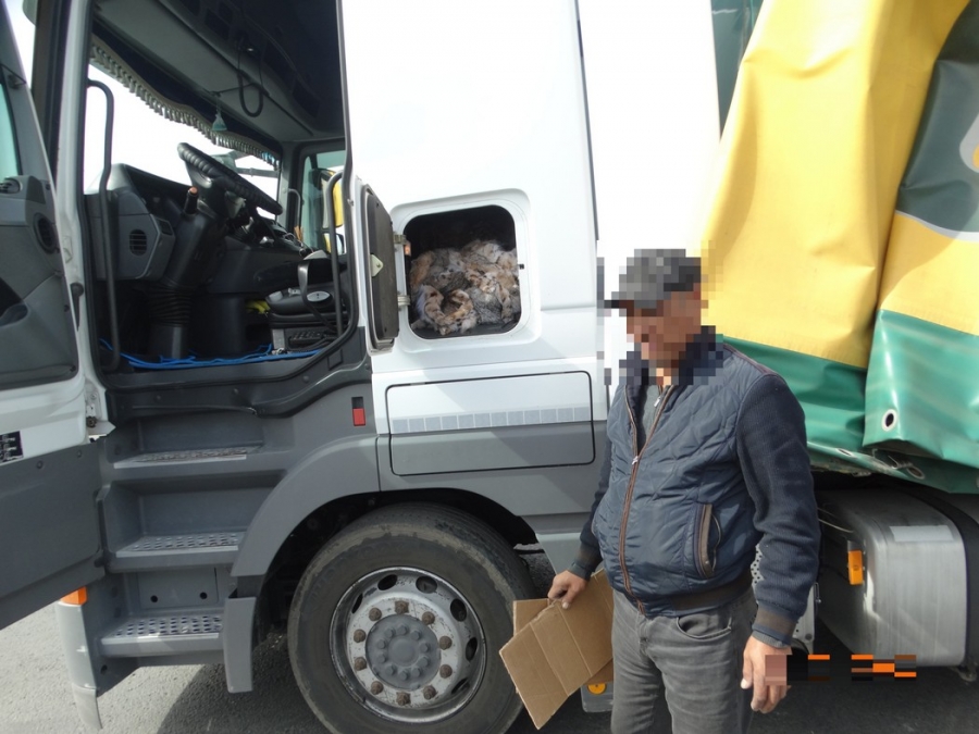В Оренбургской области через границу пытались провезти шкуры животных на 10 млн рублей