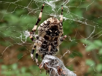В Бузулукском бору запечатлели сцену охоты паука-крестовика