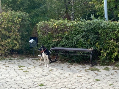 Оренбургский Хатико. Брошенный пес ждет хозяина у лавочки