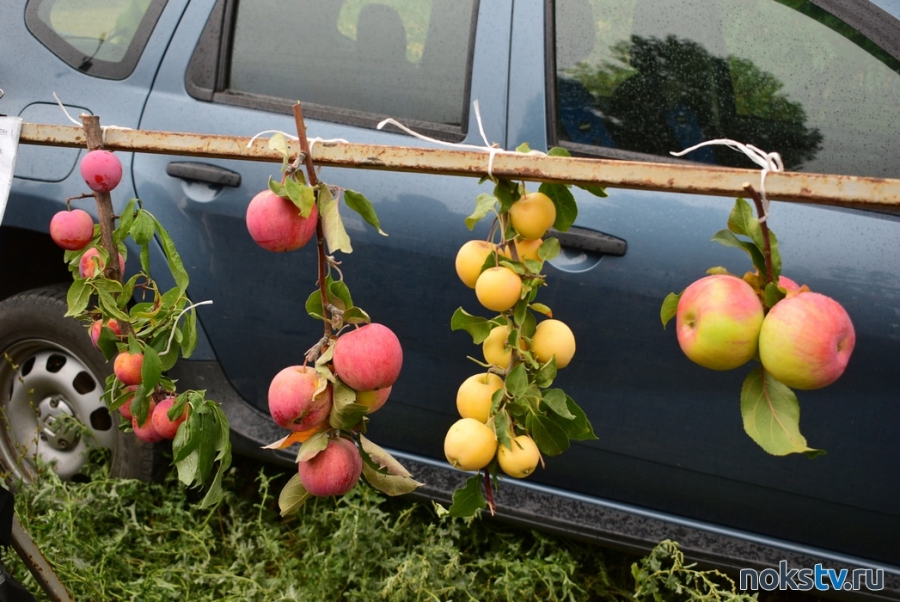 В Госдуме объяснили, в каком случае можно срывать плоды с деревьев соседей