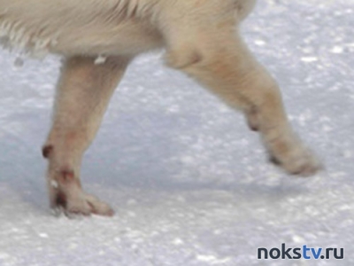 СМИ: в Оренбуржье охотники застрелили волка