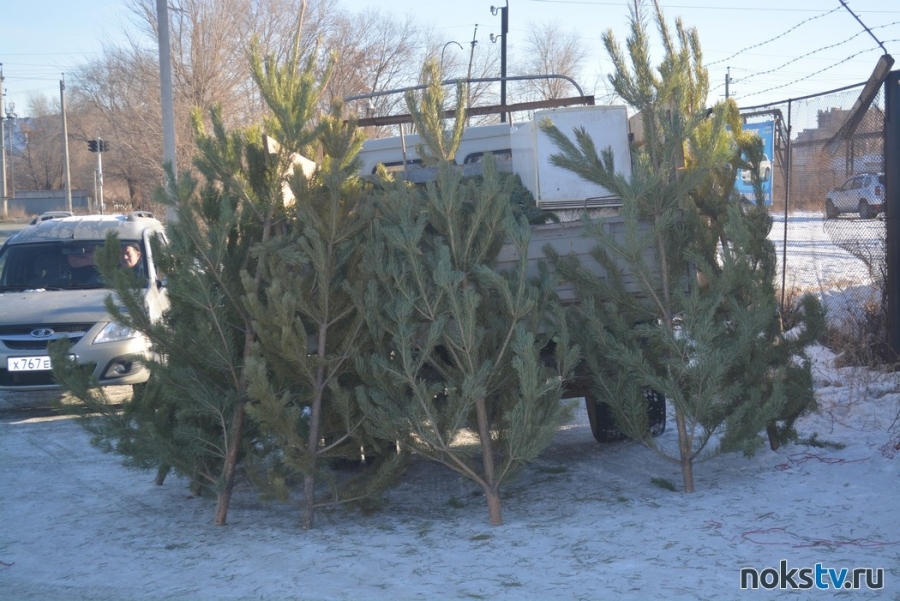 В Оренбуржье новогодние елки будут утилизировать на полигоне