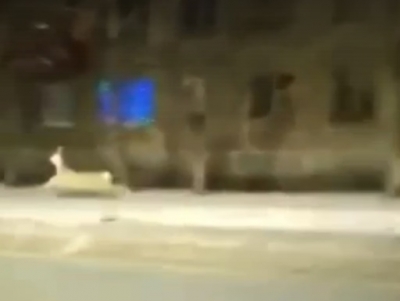Жители Новотроицка сняли на видео бегающую по городу косулю